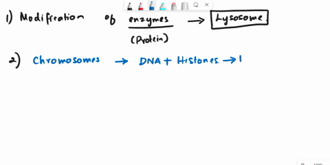 which-of-these-organelles-would-be-involved-in-final-modifications-of-digestive-enzyme-that-is-to-be-exported-from-cell-golgi-apparatus-nucleus-mitochondrion-nucleolus-lysosome-23-dna-and-pr-58287