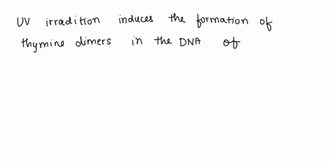 9-uv-water-treatment-systems-are-effective-in-treating-lprotoans_-o-viruses-o-bacteria_-o-all-of-thesel-10-uv-irradiation-inactivates-cryptosporidium-because-0-it-denatures-the-proteins-with-44492