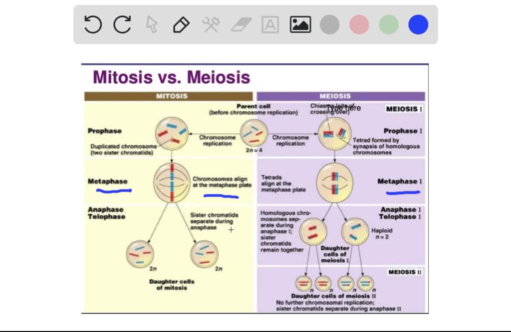 SOLVED: Match the phase of meiosis Il on the left with the the right ...