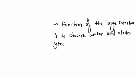 okay-you-know-where-the-large-intestine-is-located-in-the-body-what-is-its-function-a-absorb-majority-of-water-synthesize-proteins-from-nutrients-move-undigested-food-matter-into-rectum-b-ab-51391
