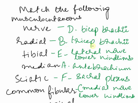 bmatching-match-each-structure-listed-on-the-left-with-its-correct-description-on-the-right-1-musculocutaneous-nerve-aserves-muscles-of-antebrachium-2-radial-nerve-b-serves-triceps-brachii-m-34105