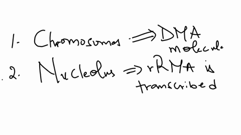 the-cell-nucleus-contains
