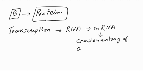 what-is-the-product-of-transcription-and-translation-a-dna-b-proteins-c-rna-d-nucleic-acids-15563