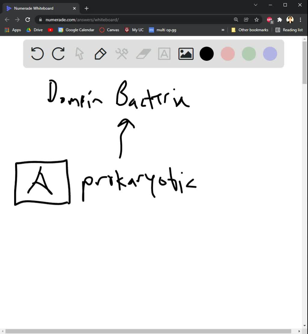 SOLVED Which of the following statements about Domain Bacteria is TRUE