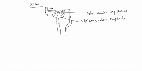 edse-ulialion-of-efferent-glomerular-arterioles-46-in-the-process-of-tubular-secretion_-the-are-moved-from-the-a-nutrients-blood-tubular-fluid-b-nutrients-tubular-fluid-blood-unwanted-substa-04935