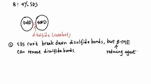 you-are-studying-a-protein-that-you-think-consists-of-a-heterodimer-composed-of-a-30-kda-and-a-40-kda-subunit-which-are-joined-together-by-disulphide-bonds-in-addition-to-your-protein-sample-81704