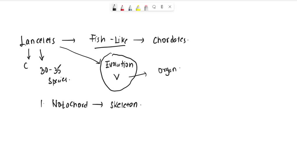 SOLVED Lancelets (Subphylum Cephalochordata) exhibit which of the
