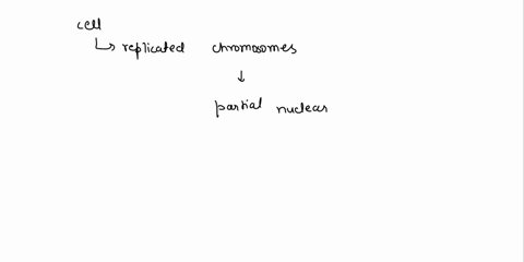 1-while-using-a-compound-microscope-you-observe-a-cell-that-is-undergoing-mitosis-there-are-replicated-chromosomes-and-a-partial-nuclear-membrane-what-phase-is-this-cell-in-2-you-are-examini-20446
