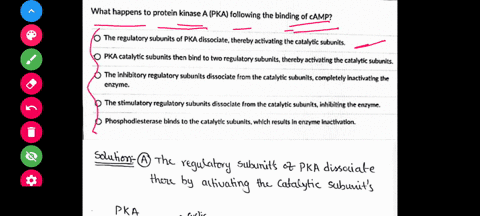 question-7-1-pts-what-happens-to-protein-kinase-a-pka-following-the-binding-of-camp-the-regulatory-subunits-of-pka-dissociate-thereby-activating-the-catalytic-subunits-pka-catalytic-subunits-33014