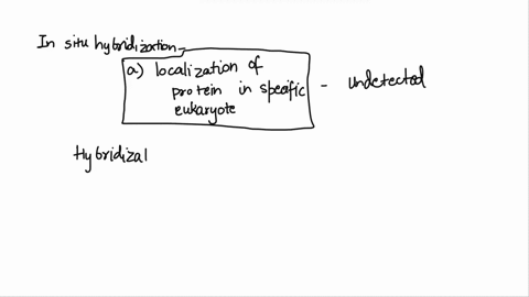 in-situ-hybridization-cannot-be-used-to-detecta-the-localization-of-a-protein-in-a-specific-eukaryote-organelleb-the-presence-of-a-virus-in-cellsc-the-location-of-a-gene-on-a-specific-isolat-68927