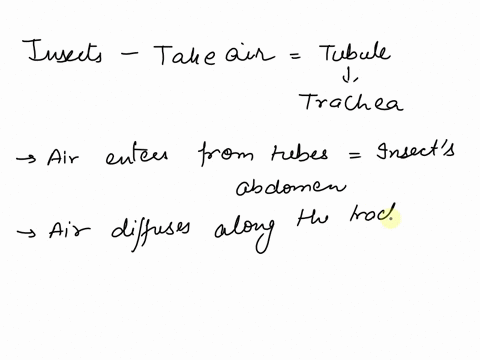 how-does-an-insect-takes-in-air-and-how-does-the-air-reach-the-different-part-of-its-body-49813