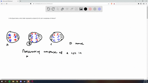 in-the-figure-below-which-letter-represents-a-diploid-2n-6-cell-in-anaphase-of-mitosis-2-4-0-a-0-b-none-of-these-83049