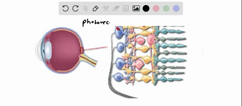 the-structure-that-converts-light-into-usable-neural-messages-is-called-the-________-01428