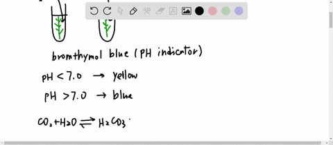 two-test-tubes-are-filled-with-a-solution-of-bromthymol-blue-a-student-exhales-through-a-straw-into-each-tube-and-the-bromthymol-blue-turns-yellow-an-aquatic-green-plant-is-placed-in-each-tu-20568