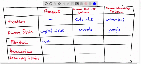 complete-the-table-below-for-the-gram-stain-procedure-include-the-reagents-used-in-each-step-and-the-color-that-gram-positive-and-gram-negative-cells-would-appear-at-that-point-in-the-proced-28177