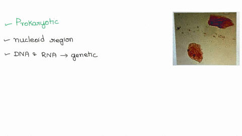 are-the-cells-in-the-image-below-prokaryotic-or-eukaryotic-cells-prokarvonc-eukaryotic-60223