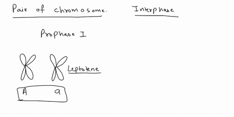 draw-a-pair-of-chromosomes-as-they-would-appear-during-synapsis-in-prophase-i-of-meiosis-in-an-indiv-16341