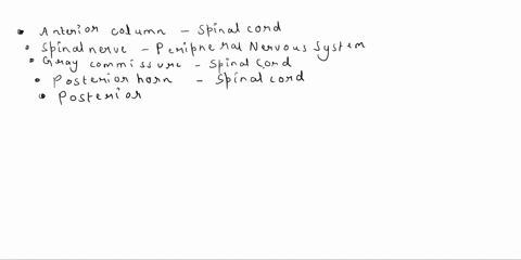 each-label-specifies-a-nervous-system-structure-drop-each-label-into-the-appropriate-categoryindicating-whether-it-is-part-of-the-spinal-cord-or-part-of-the-peripheral-nervous-system-anterio-59926