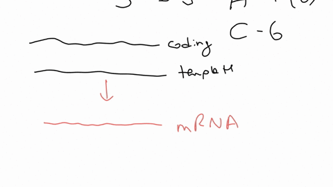 transcription-and-translation-of-a-gene-results-in-a-polypeptide-that-is-only-5-amino-acids-total-answer-the-following-each-question-is-intended-to-lead-you-step-by-step-the-table-of-amino-a-09771