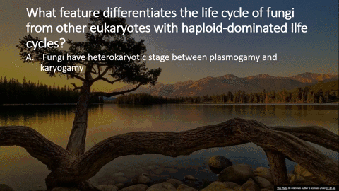 what-feature-differentiates-the-life-cycle-of-fungi-from-other-eukaryotes-with-haploid-dominated-ilfe-cycles-select-one-fungi-have-heterokaryotic-stage-between-plasmogamy-and-karyogamy-asexu-86252