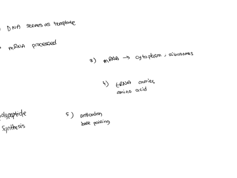 place-the-following-steps-the-correct-order-t0-represent-the-drocesst-involved-gene-expression-transcription-and-tronslation-mrna-is-mrn-movusinto-dna-cxtoplasm-a03-nucleus-polypoptda-synthe-47147