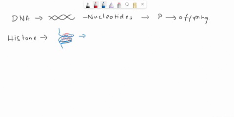 which-of-the-following-include-all-the-others-a-dna-molecules-b-histones-c-chromosomes-d-nucleosomes-93601