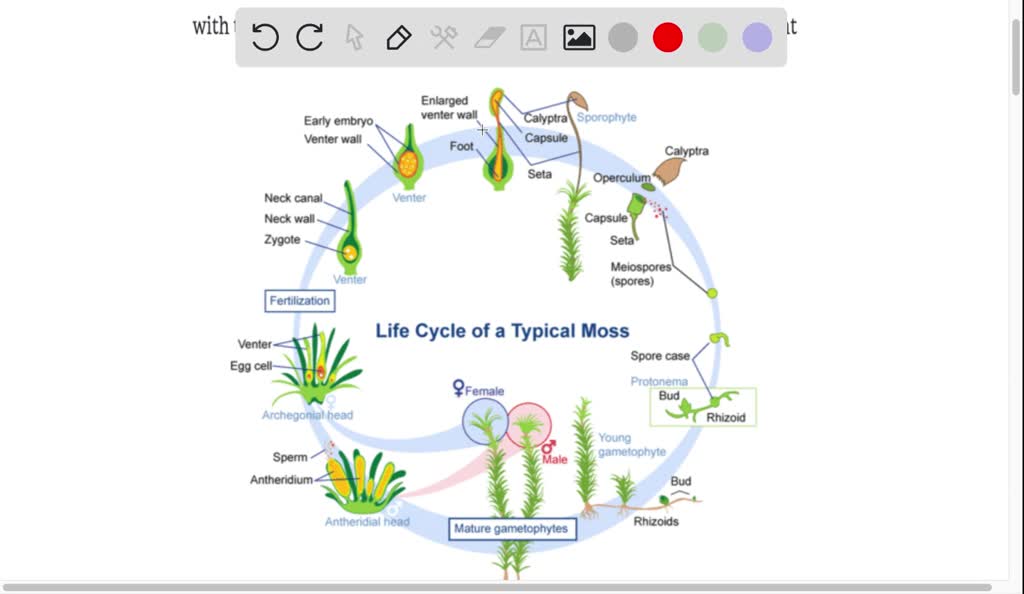 SOLVED With The Help Of An Annotated Diagram Explain The Life Cycle 