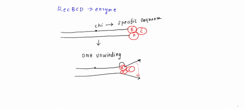 homologous-recombination-bacterial-cells-use-at-least-three-different-pathways-for-carrying-out-gene-39252