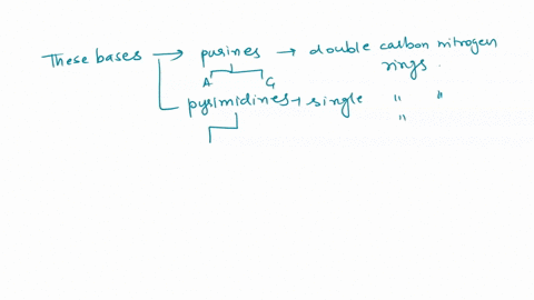 5-these-bases-are-oftwo-different-types-of-molecules-purines-and-pyrimidines-purines-have-rings-in-their-structureand-pyrimidines-have-rings-in-their-structure_-the-two-bases-that-are-purine-97738