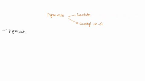 the-pyruvate-produced-in-our-muscle-cells-undergoing-glycolysis-is-converted-to-either-lactate-or-acetyl-coa-why-would-the-cell-choose-to-convert-to-one-molecule-over-the-other-what-is-the-b-06836