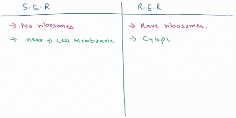 distinguish-between-smooth-and-rough-endoplasmic-reticulum-in-terms-of-both-structure-and-function-12894