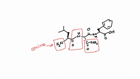 select-the-functional-groups-you-find-from-the-molecule-shown-below-oh-hzni-conh2-qacetal-demiacetal-aminc-carboxylic-acid-alphalaminglalcid-reptide-07505