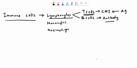 at-cells-of-the-adaptive-immune-system-are-primed-by-antigen-presentation-how-does-the-immune-system-determine-which-peptides-are-self-and-which-are-non-self-beven-if-a-t-cell-recognises-a-p-72571
