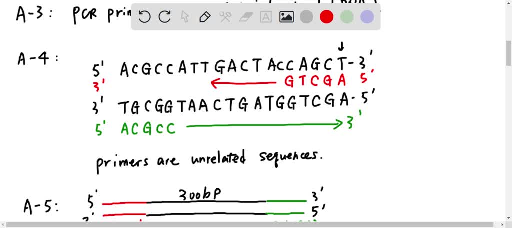 SOLVED: 1.) PCR a.) Using the dsDNA sequence 1 as a template, you want ...