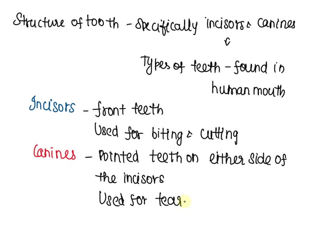 SOLVED 'The root consists of a single process or fang as in incisors