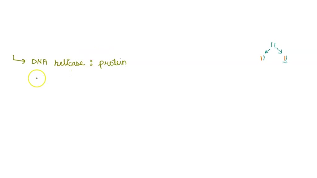 SOLVED Question 9. List 8 enzymes/proteins that are required for DNA