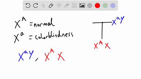 3-red-green-color-blindness-is-caused-by-a-sex-linked-recessive-allele-a-color-blind-man-marries-a-woman-with-normal-vision-whose-father-was-color-blind-what-is-the-probability-that-they-wil-90982