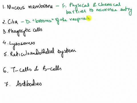 match-the-numbered-immune-system-component-to-its-purpose-in-alphabets-1mucous-membranes-2-cilia-3-phagocytic-cells-4-lysosomes-5-reticuloendothelial-system-6-t-cells-and-b-cells-7-antibodie-95694