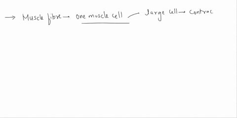 about-how-many-nuclei-are-found-in-each-skeletal-muscle-fiber-23586