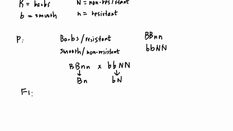 an-aquatic-arthropod-called-cyclops-has-antennae-that-are-either-smooth-or-barbed-the-allele-for-barbs-b-is-dominant-over-smooth-b-in-the-same-organism-non-resistance-to-pesticides-n-is-domi-78034