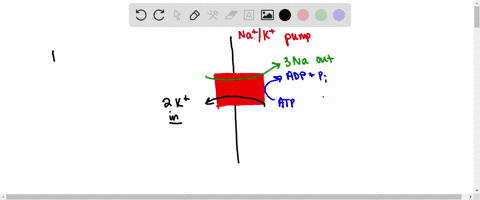 1-what-is-the-correct-net-result-of-1-full-cycle-of-the-na-k-pump-group-of-answer-choices-3-k-pumped-out-of-the-cell-2-na-pumped-into-the-cell-1-atp-split-2-k-pumped-out-of-the-cell-2-na-pum-50979