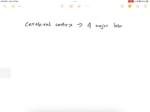 which-area-of-the-brain-is-not-part-of-the-cerebral-cortex-a-frontal-lobe-b-cerebellum-c-parietal-lobe-d-temporal-lobe-94476