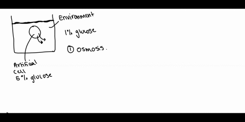 an-artificial-cell-consisting-of-an-aqueous-solution-enclosed-in-a-selectively-permeable-membrane-2-77955