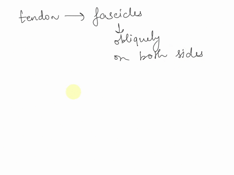 if-a-tendon-runs-longitudinally-throughout-a-muscle-and-fascicles-insert-obliquely-on-it-along-both-sides-the-muscle-is-classified-as-a-parallel-d-convergent-b-oblique-e-multipennate-c-bipen-88383