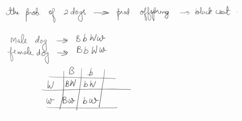 use-the-following-information-to-answer-the-next-question-in-dogs-the-allele-b-produces-black-coat-colour-and-the-recessive-allele-b-produces-brown-coal-allele-w-located-on-separate-chromoso-56248