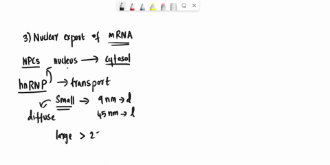 3-because-dna-is-found-in-the-nucleus-transcription-is-a-nuclear-localized-process-ribosomes-responsible-for-protein-synthesis-are-found-in-the-cytoplasm-why-is-hnrnp-trafficking-to-the-cyto-74915