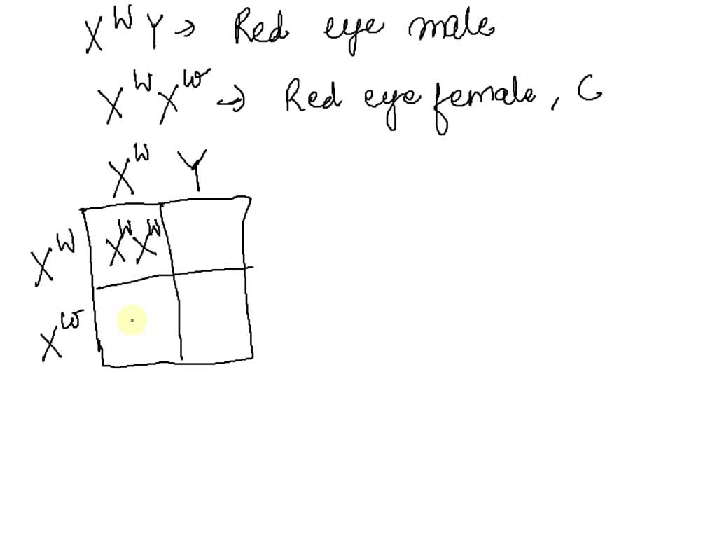 Drosophila flies; eye color is sex-linked: The allele for red eyes (XW) is  dominant to