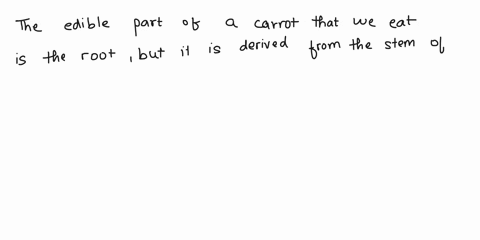 which-of-the-following-is-an-example-of-a-modified-stem-turnip-daffodil-bulb-carrot-cactus-spine-sweet-potato-83265