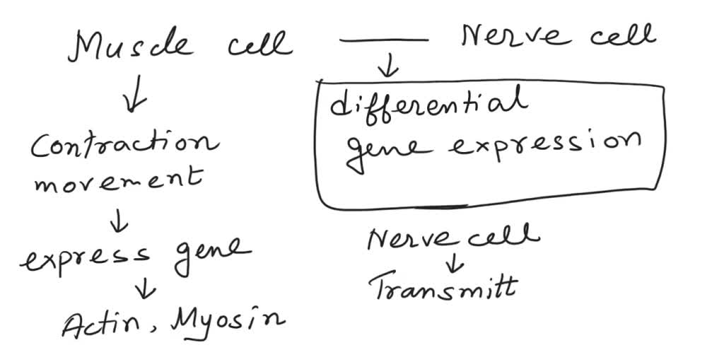 Muscle Cells Differ From Nerve Cells Mainly Because They _____.