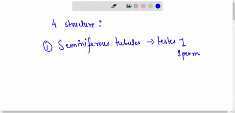 name-4-structures-in-the-pathway-of-sperm-starting-from-where-they-are-produced-to-ejaculation-49793